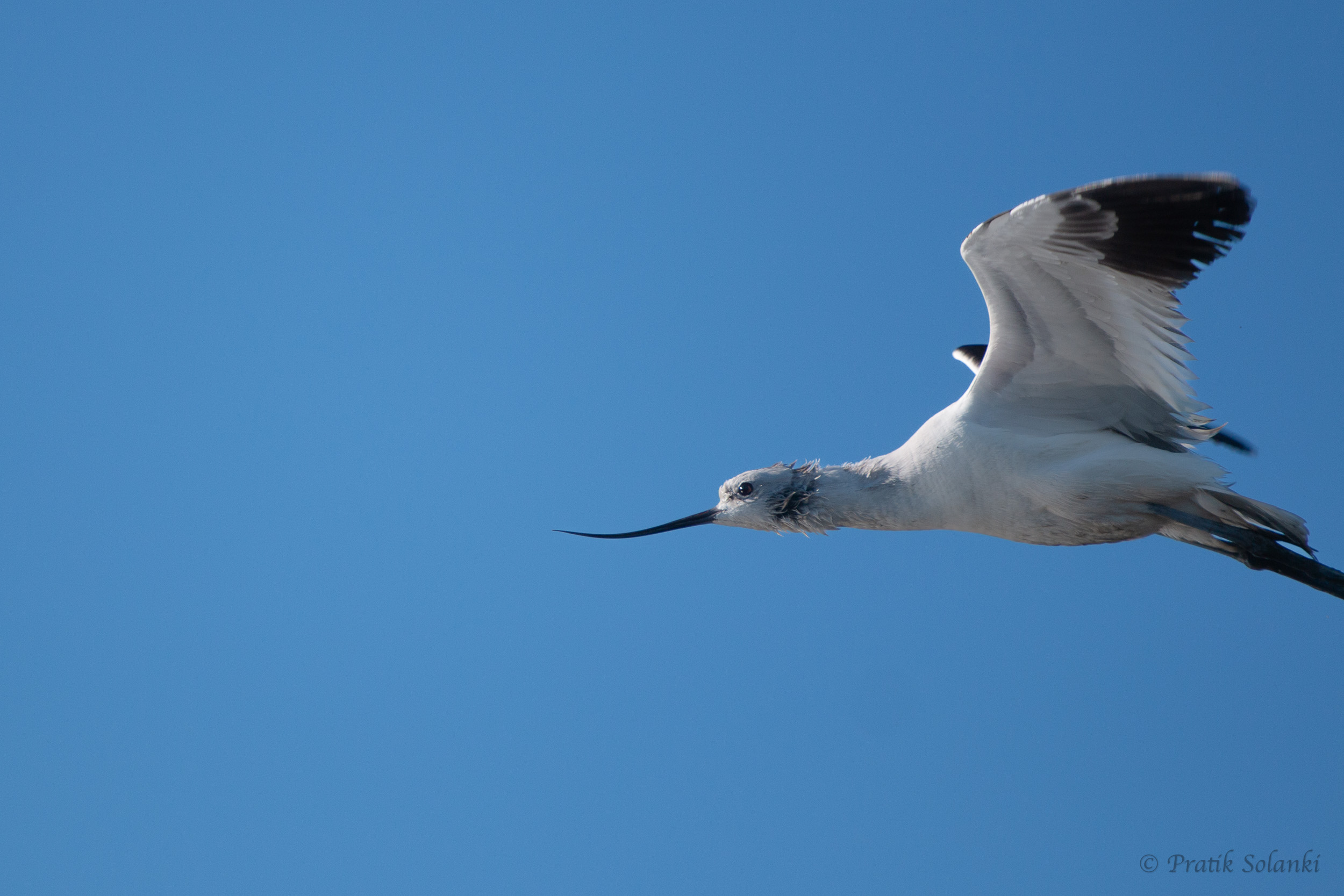 Avocet with long upturned bill and black-and-white wings in flight against a clear blue sky