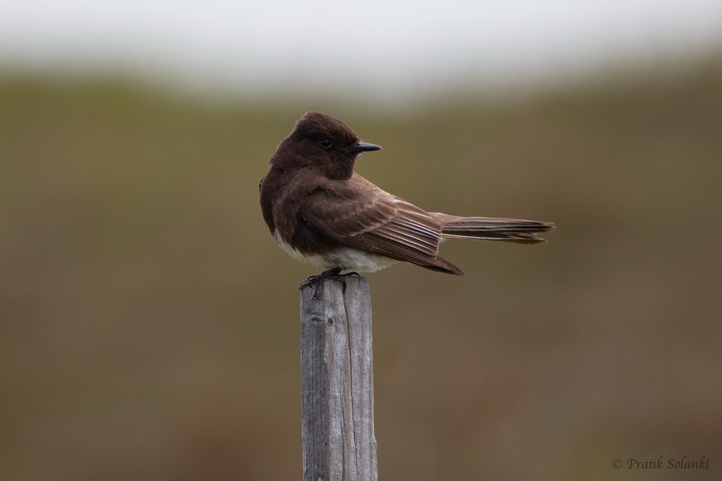 A black phoebe perched on a weathered wooden fence post against a blurred grassy backdrop