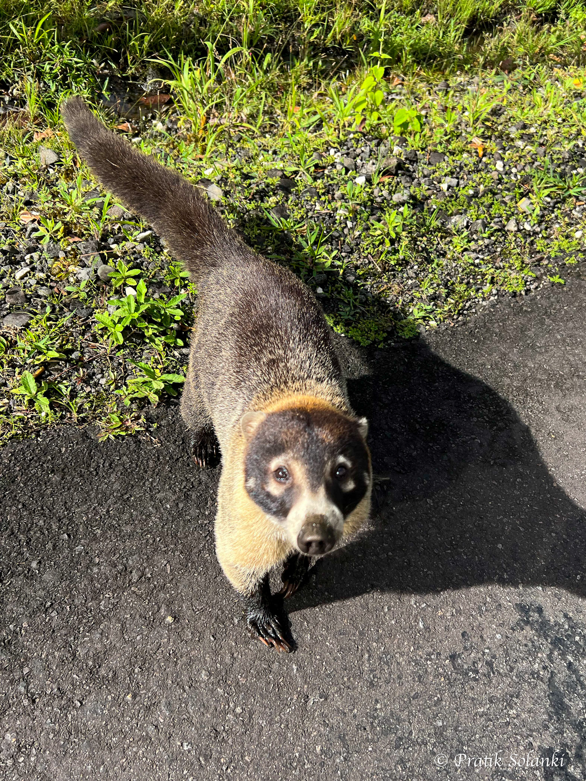 White-nosed coati looking up at the camera on a sunlit path