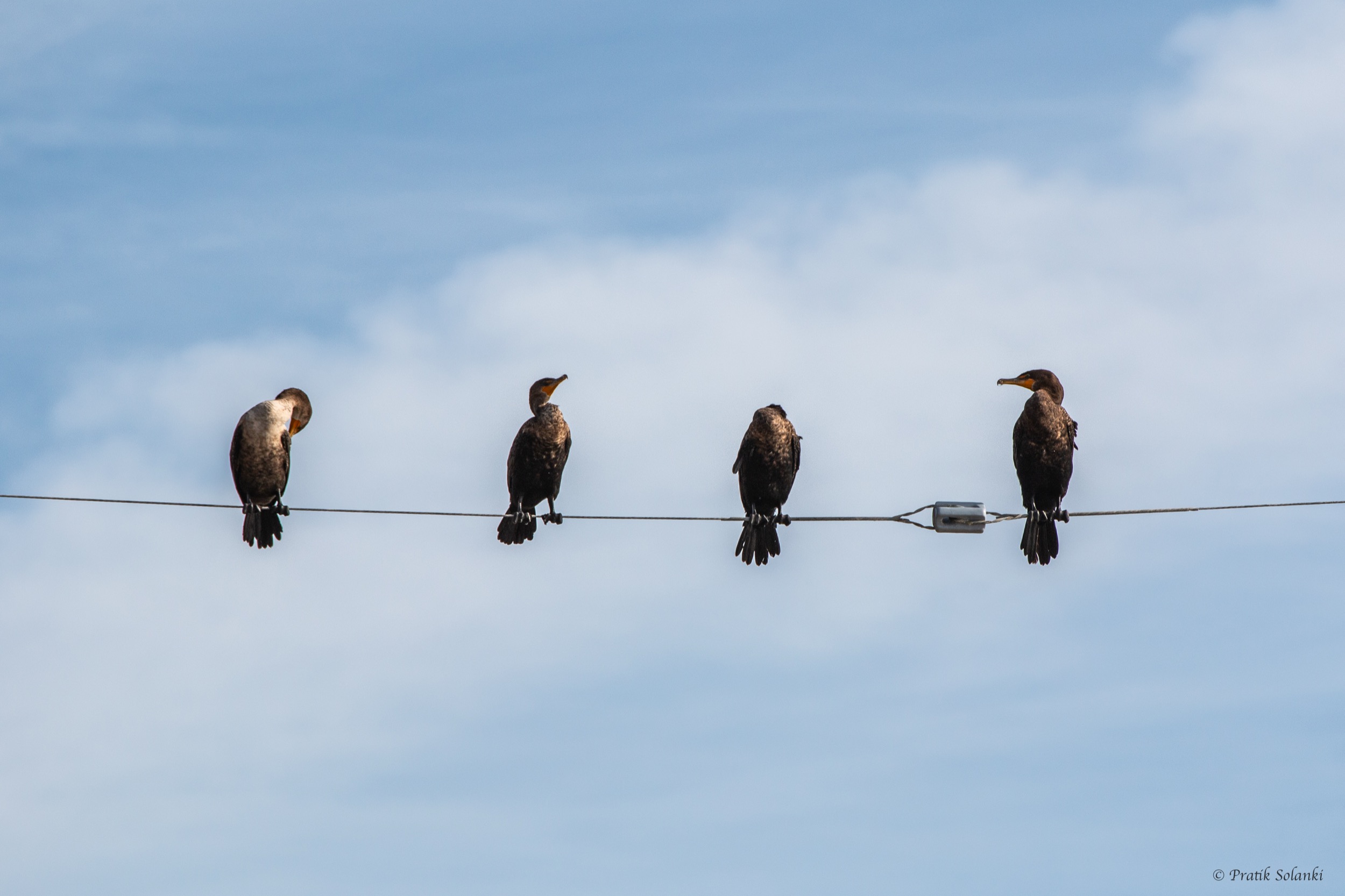 Four double-crested cormorants perched in a row along a wire against a cloudy sky