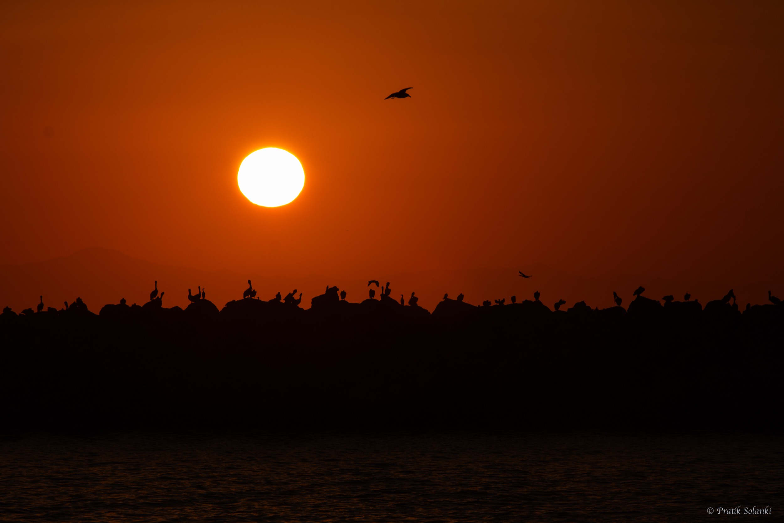 A colony of pelicans silhouetted on rocks at sunset, with a gull in flight and the sun low over the water
