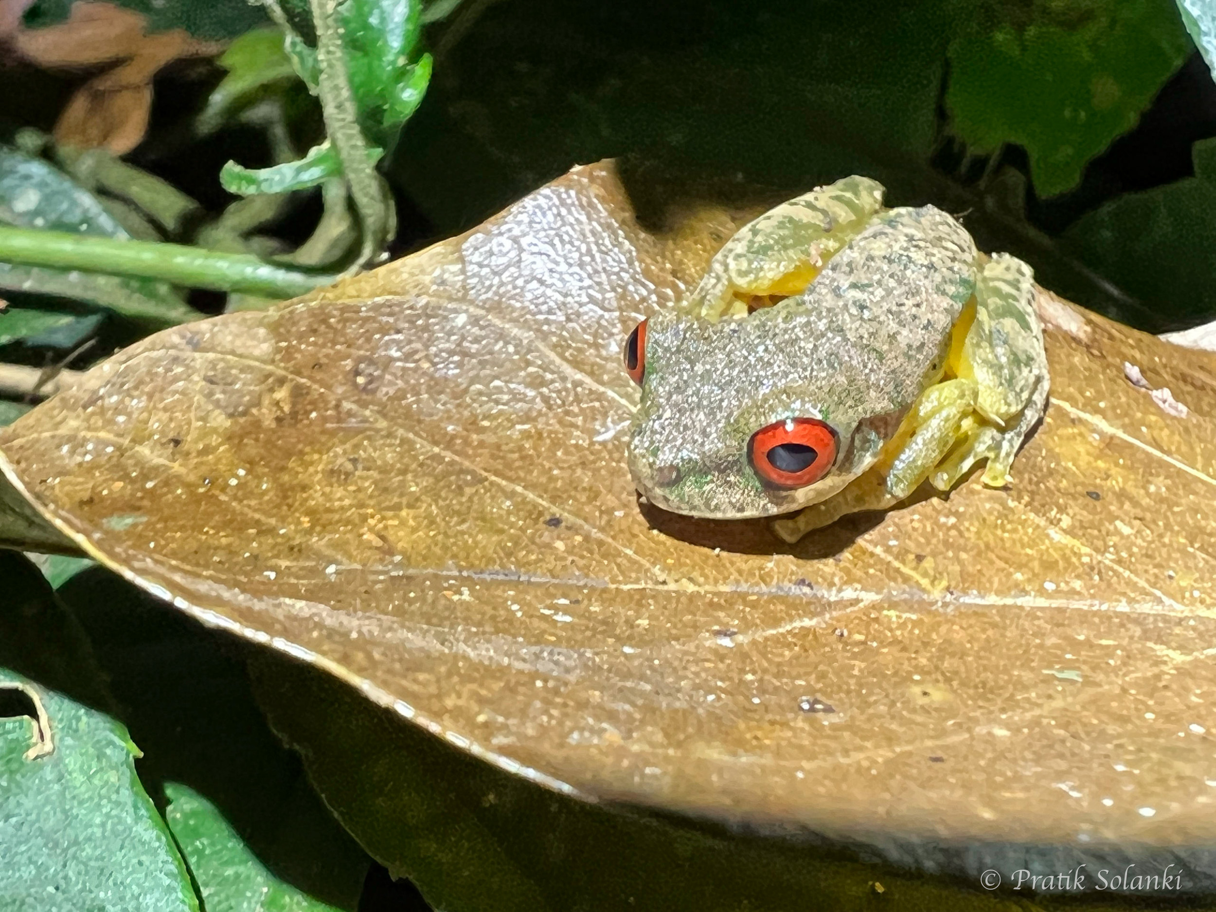 Red-eyed tree frog with vivid orange eyes resting on a broad brown leaf at night