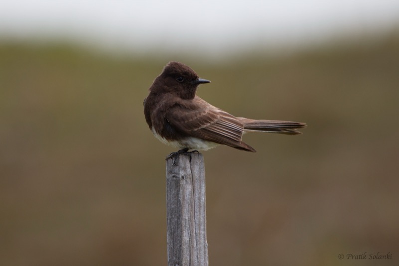 A black phoebe perched on a weathered wooden fence post against a blurred grassy backdrop