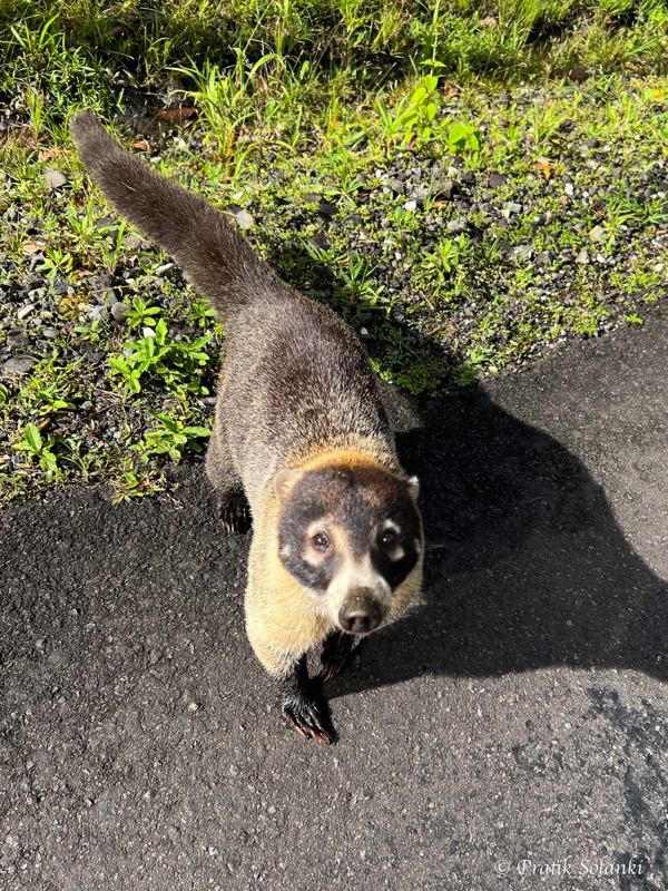 White-nosed coati looking up at the camera on a sunlit path
