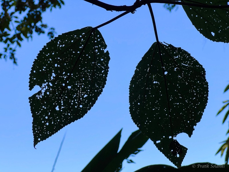 Two large leaves riddled with insect holes, backlit against a clear blue sky